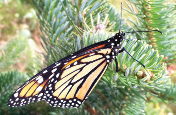 Home-Slider-monarch